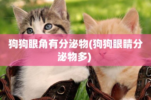 狗狗眼角有分泌物(狗狗眼睛分泌物多) 