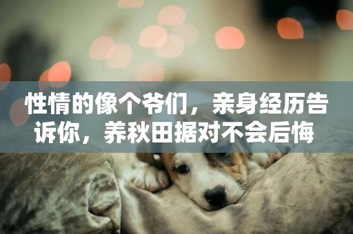 性情的像個爺們，親身經歷告訴你，養秋田據對不會后悔 