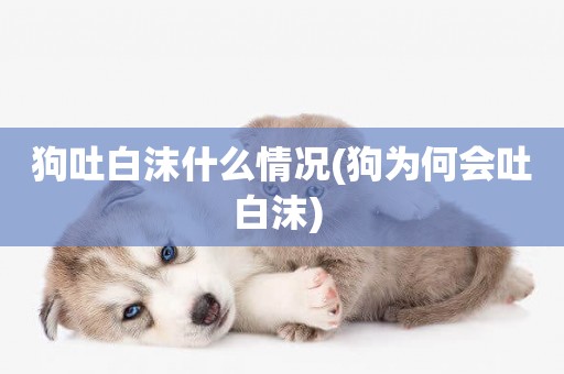 狗吐白沫什么情況(狗為何會吐白沫) 