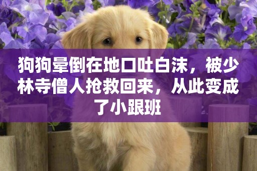 狗狗暈倒在地口吐白沫，被少林寺僧人搶救回來，從此變成了小跟班 
