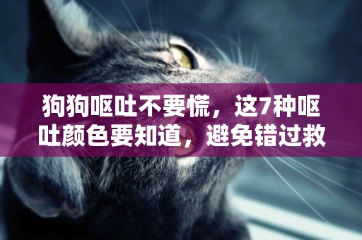狗狗嘔吐不要慌，這7種嘔吐顏色要知道，避免錯過救治時期 