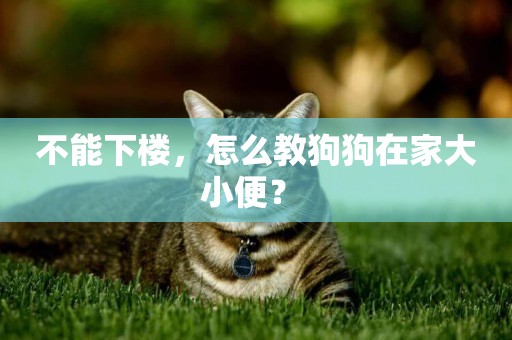 不能下樓，怎么教狗狗在家大小便？ 