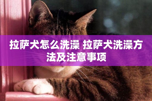 拉薩犬怎么洗澡 拉薩犬洗澡方法及注意事項