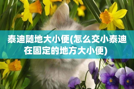 泰迪隨地大小便(怎么交小泰迪在固定的地方大小便) 