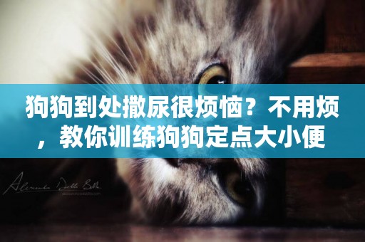 狗狗到處撒尿很煩惱？不用煩，教你訓練狗狗定點大小便 