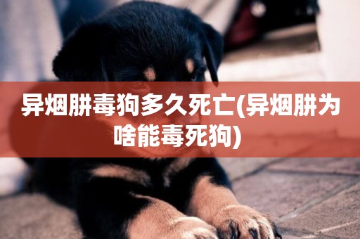異煙肼毒狗多久死亡(異煙肼為啥能毒死狗) 