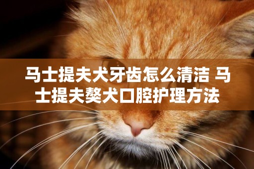 馬士提夫犬牙齒怎么清潔 馬士提夫獒犬口腔護理方法