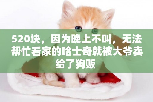 520塊，因為晚上不叫，無法幫忙看家的哈士奇就被大爺賣給了狗販 