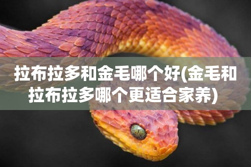 拉布拉多和金毛哪個好(金毛和拉布拉多哪個更適合家養) 
