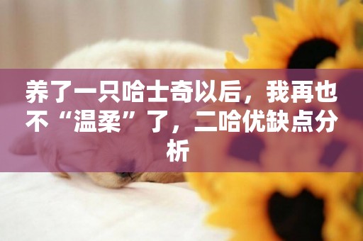 養了一只哈士奇以后，我再也不“溫柔”了，二哈優缺點分析 