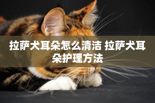 拉薩犬耳朵怎么清潔 拉薩犬耳朵護理方法