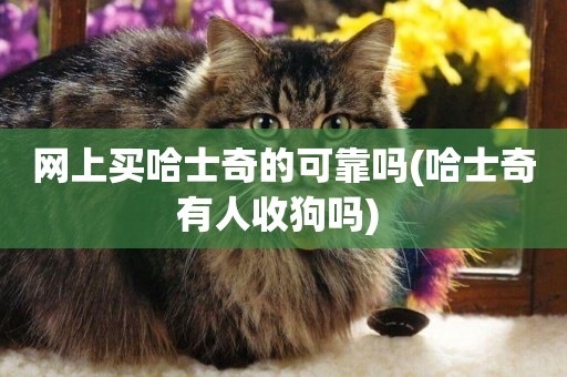 網上買哈士奇的可靠嗎(哈士奇有人收狗嗎) 