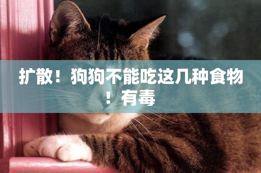擴散！狗狗不能吃這幾種食物！有毒 