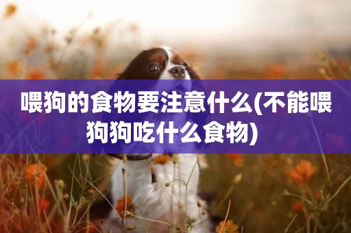 喂狗的食物要注意什么(不能喂狗狗吃什么食物) 