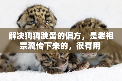 解決狗狗跳蚤的偏方，是老祖宗流傳下來的，很有用 