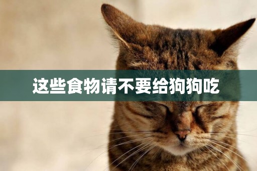 這些食物請不要給狗狗吃 