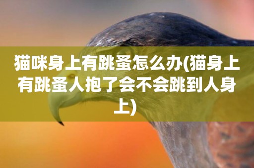 貓咪身上有跳蚤怎么辦(貓身上有跳蚤人抱了會不會跳到人身上) 