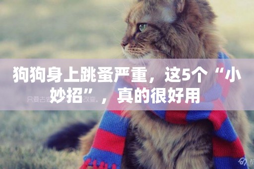 狗狗身上跳蚤嚴重，這5個“小妙招”，真的很好用 