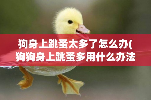 狗身上跳蚤太多了怎么辦(狗狗身上跳蚤多用什么辦法能解決) 