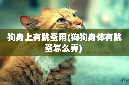 狗身上有跳蚤用(狗狗身體有跳蚤怎么弄) 
