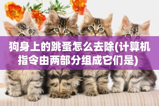 狗身上的跳蚤怎么去除(計算機指令由兩部分組成它們是) 