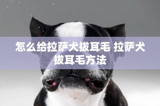 怎么給拉薩犬拔耳毛 拉薩犬拔耳毛方法