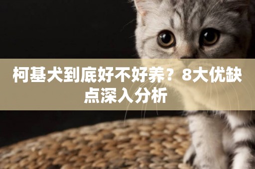 柯基犬到底好不好養？8大優缺點深入分析 