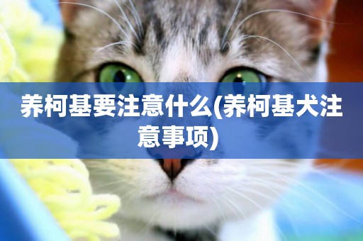 養柯基要注意什么(養柯基犬注意事項) 