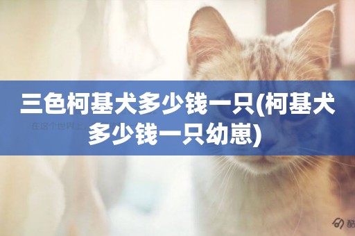 三色柯基犬多少錢一只(柯基犬多少錢一只幼崽) 