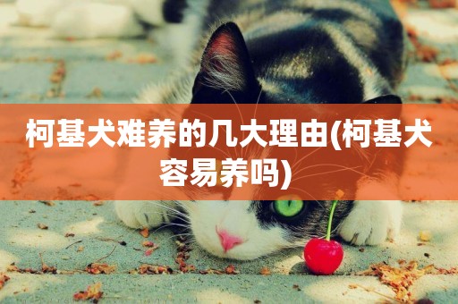 柯基犬難養的幾大理由(柯基犬容易養嗎) 