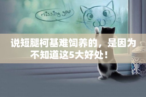 說短腿柯基難飼養的，是因為不知道這5大好處！ 