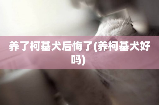 養了柯基犬后悔了(養柯基犬好嗎) 
