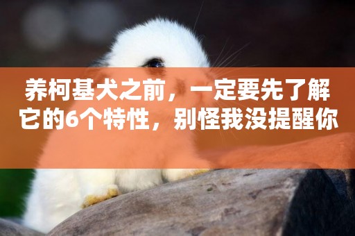 養柯基犬之前，一定要先了解它的6個特性，別怪我沒提醒你 