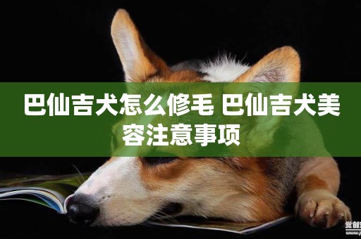 巴仙吉犬怎么修毛 巴仙吉犬美容注意事項