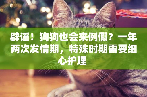 辟謠！狗狗也會來例假？一年兩次發情期，特殊時期需要細心護理 