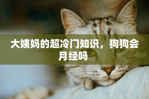 大姨媽的超冷門知識，狗狗會月經嗎 
