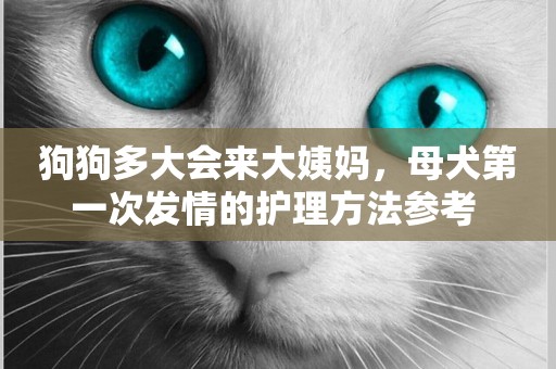 狗狗多大會來大姨媽，母犬第一次發情的護理方法參考 