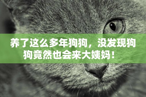 養了這么多年狗狗，沒發現狗狗竟然也會來大姨媽！ 