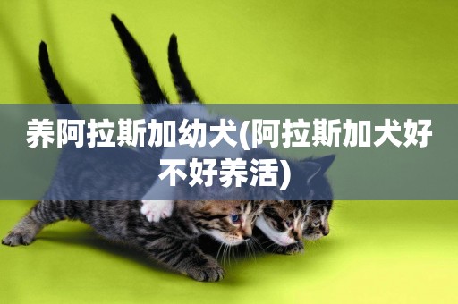 養阿拉斯加幼犬(阿拉斯加犬好不好養活) 