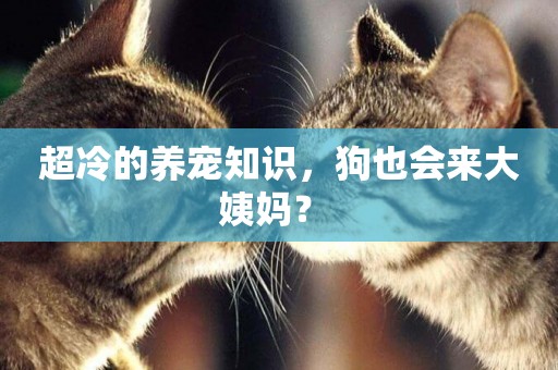 超冷的養寵知識，狗也會來大姨媽？ 