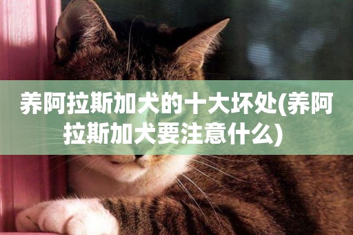 養阿拉斯加犬的十大壞處(養阿拉斯加犬要注意什么) 