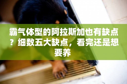 霸氣體型的阿拉斯加也有缺點？細數五大缺點，看完還是想要養 