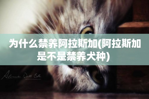 為什么禁養阿拉斯加(阿拉斯加是不是禁養犬種) 