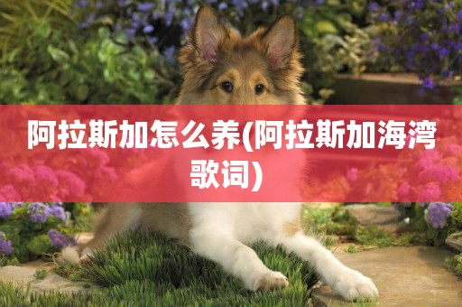 阿拉斯加怎么養(阿拉斯加海灣歌詞) 