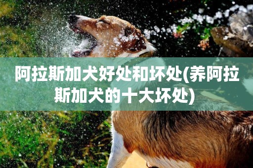 阿拉斯加犬好處和壞處(養阿拉斯加犬的十大壞處) 