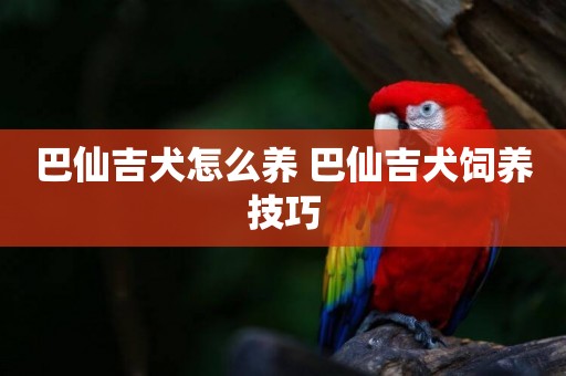 巴仙吉犬怎么養 巴仙吉犬飼養技巧