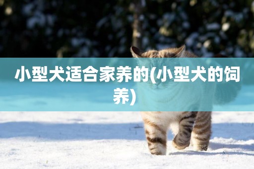 小型犬適合家養的(小型犬的飼養) 