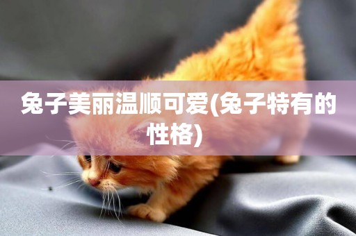 兔子美麗溫順可愛(兔子特有的性格) 