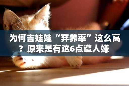 為何吉娃娃“棄養率”這么高？原來是有這6點遭人嫌 