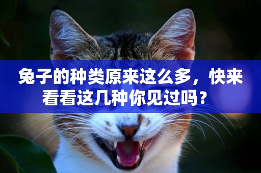 兔子的種類原來這么多，快來看看這幾種你見過嗎？ 